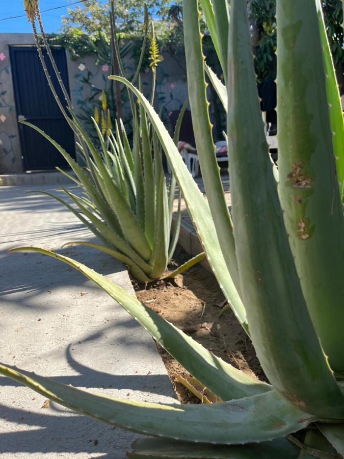 Dici Co-Living Housing Cabo San Lucas Bed and Breakfast Esterno foto