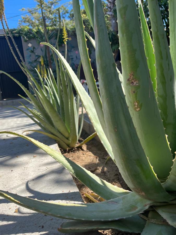 Dici Co-Living Housing Cabo San Lucas Bed and Breakfast Esterno foto